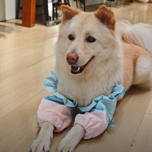 宠物狗狗专用护腿衣金毛边牧中大型犬防舔防磨前腿秋季保护套薄款