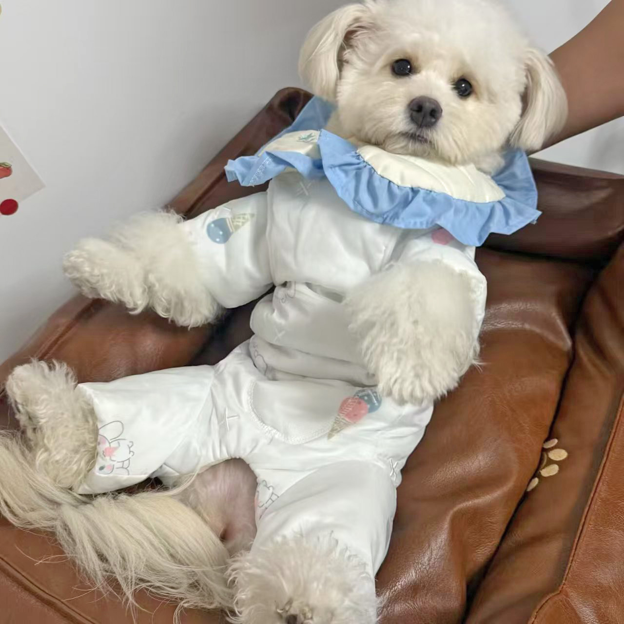 宠物猫咪狗狗服饰秋冬比熊马尔济斯加厚可爱保暖蓬蓬四脚包肚棉服
