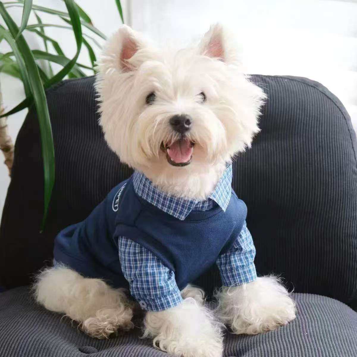 潮牌卫衣秋冬款小狗拼色可爱春秋天韩版超小宠物猫咪网红