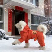 保暖四脚棉服洋气比熊泰迪狗狗猫咪保暖 宠物衣服秋冬款 新品 爆款