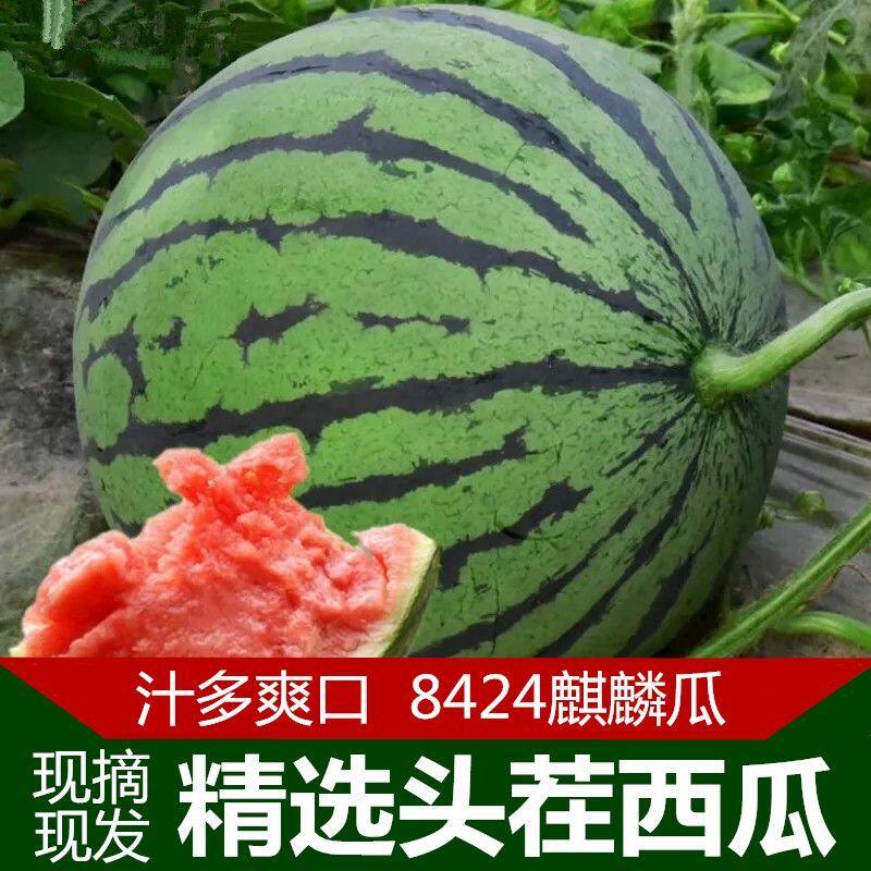 现摘8424冰糖麒麟西瓜新鲜美都沙瓢薄皮脆甜瓜当季孕妇水果非无籽