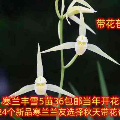 带花苞包邮当年开花寒兰丰雪 紫舌兰花苗盆栽浓香花卉绿植盆栽
