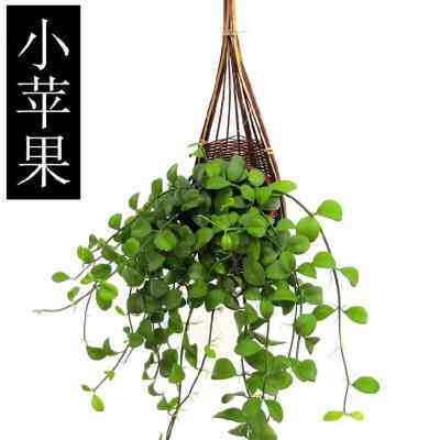 吊兰百万心串钱藤爱之蔓锦一寸心垂吊植物四季绿悬挂多肉编织吊篮