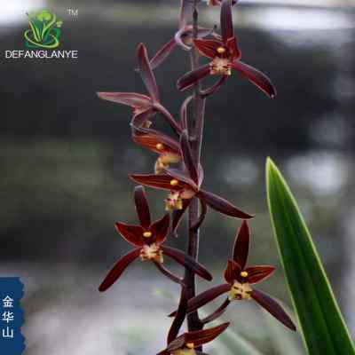 浓香兰花苗金边墨兰金华山冬季带花苞四季阳台客厅室花卉绿植盆栽