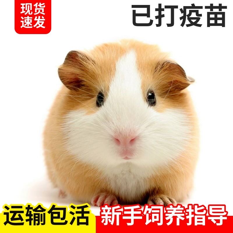 宠物荷兰猪自家繁殖活体荷兰鼠豚鼠活物天竺鼠长不大健康运输包活