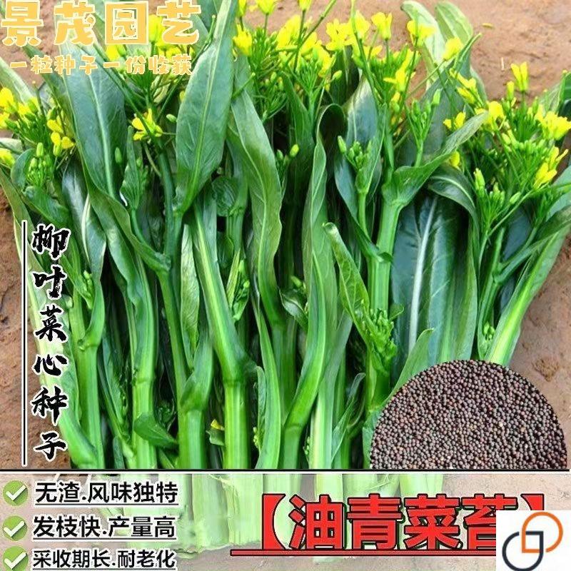 四九菜心种子广东尖叶季播
