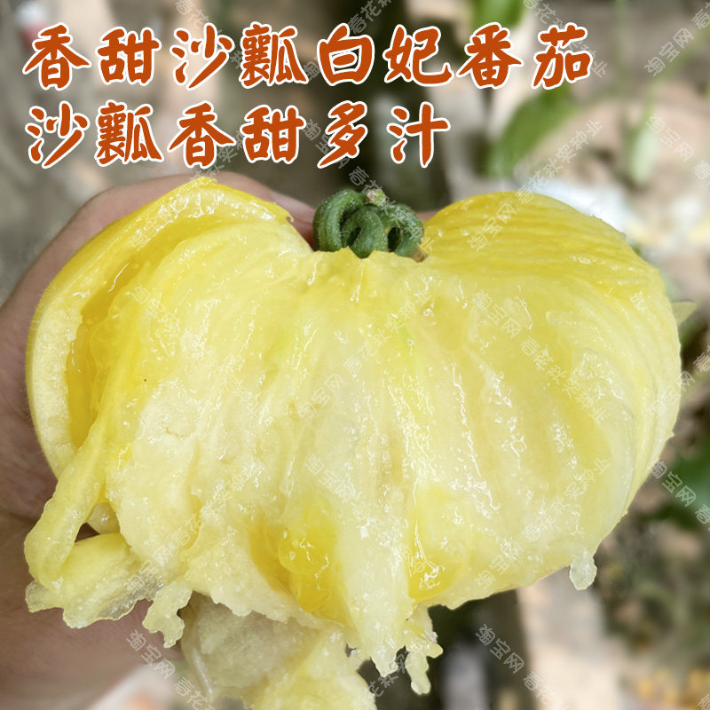 香甜沙瓤白妃水果番茄种子 春夏秋四季播蔬菜籽 老品种大西红柿孑