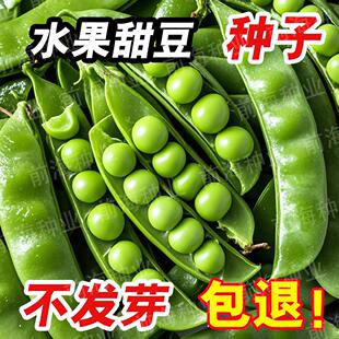 水果甜豆种子青豌豆新鲜小青豆长寿豆豌豆种四季阳台盆栽蔬菜种籽