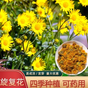 旋覆花种子草籽别名金佛花种子多季开花金佛草籽六月菊旋复花庭院