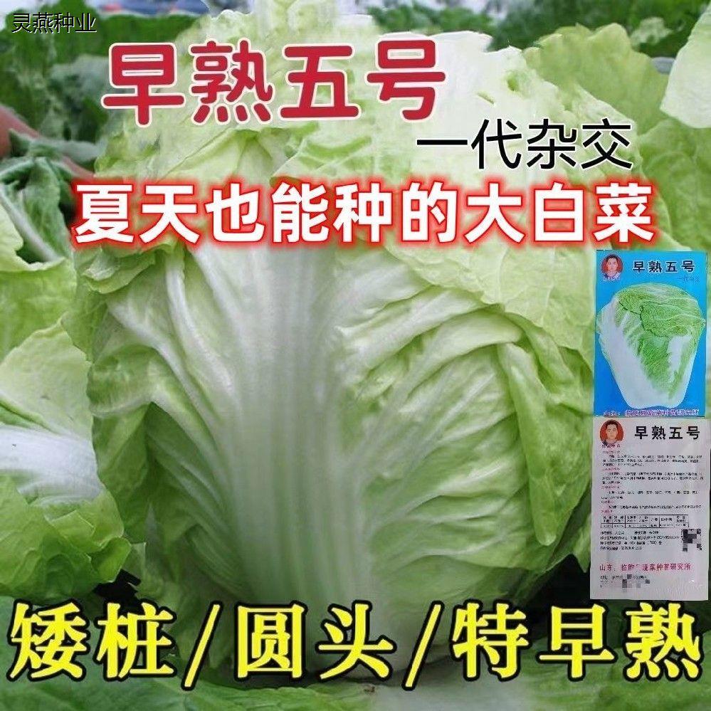 夏天大白菜早熟5号种子50