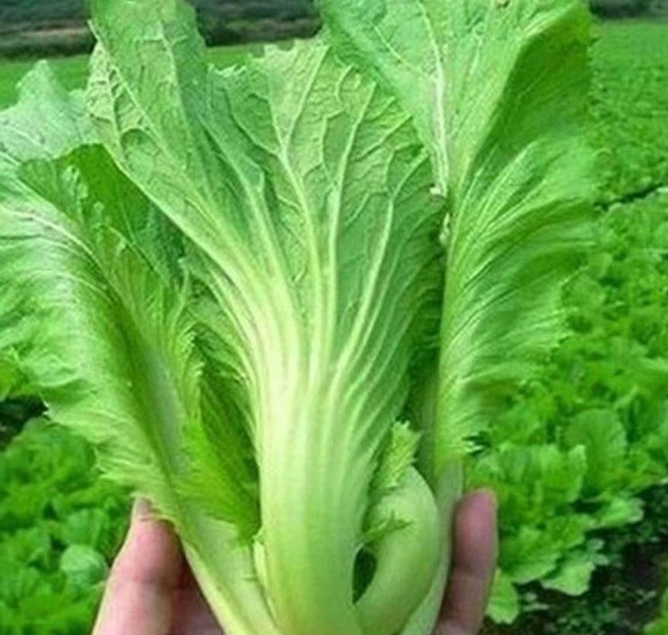大肉包心芥菜种子籽潮州青酸