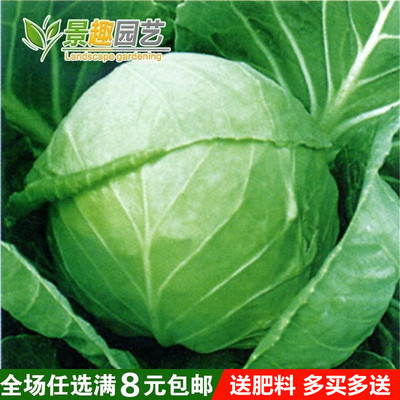 京丰一号甘蓝种子杂交包心菜