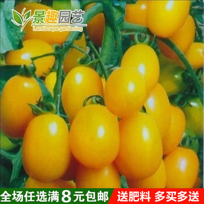 蔬菜种子金圣果黄圣女 黄美人 东方明珠 番茄黄柿子黄番茄种子
