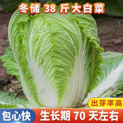 秋冬储38斤大白菜种子特包