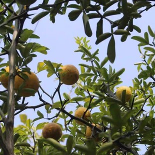 新采四川红桔种子红橘树种籽枸橘枳壳香橙嫁接橙子柑橘蜜橘红桔籽