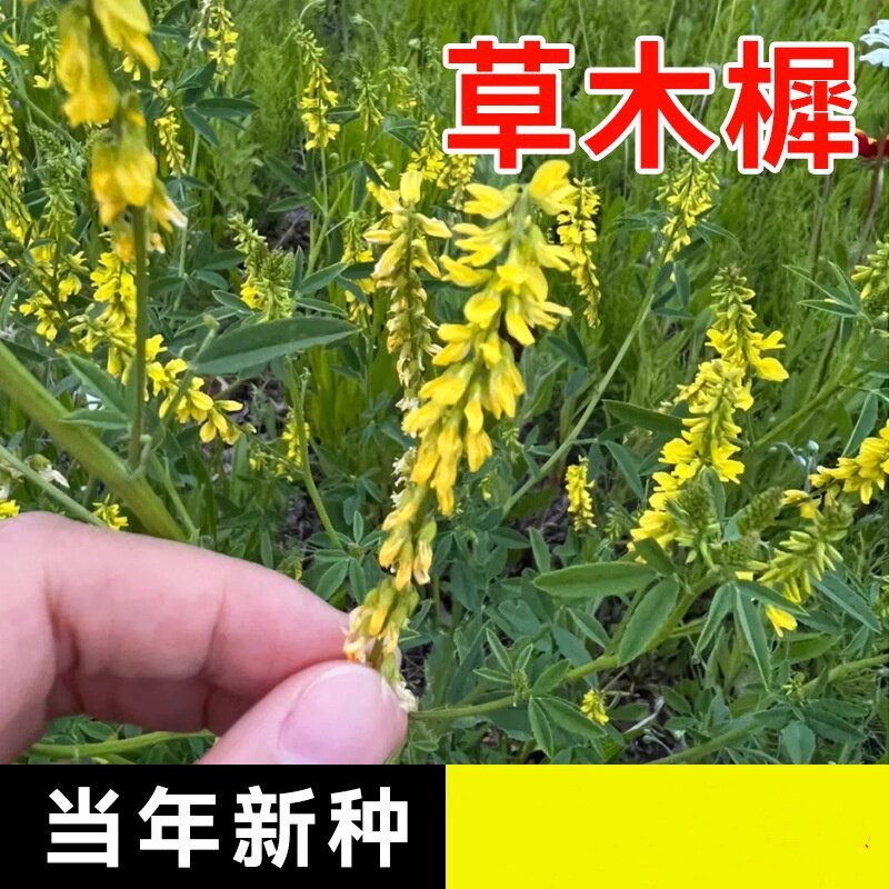 草木樨种子蜜源植物黄花草