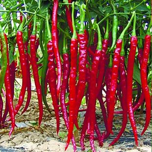 线椒超辣高产盆栽辣椒杭椒水果二荆条春夏蔬菜种子籽南方种苗春季