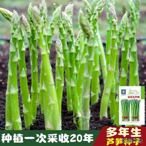 芦笋种子四季播多年生青耐
