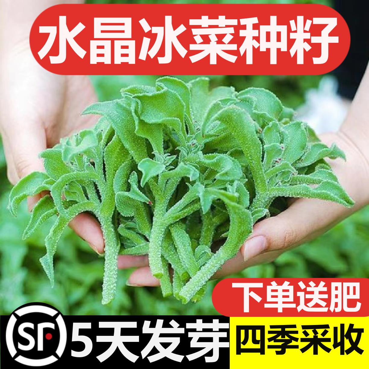 水晶冰菜种籽阳台蔬菜种子大全四季盆栽冰草苗秧秋冬种植青菜种孑-封面