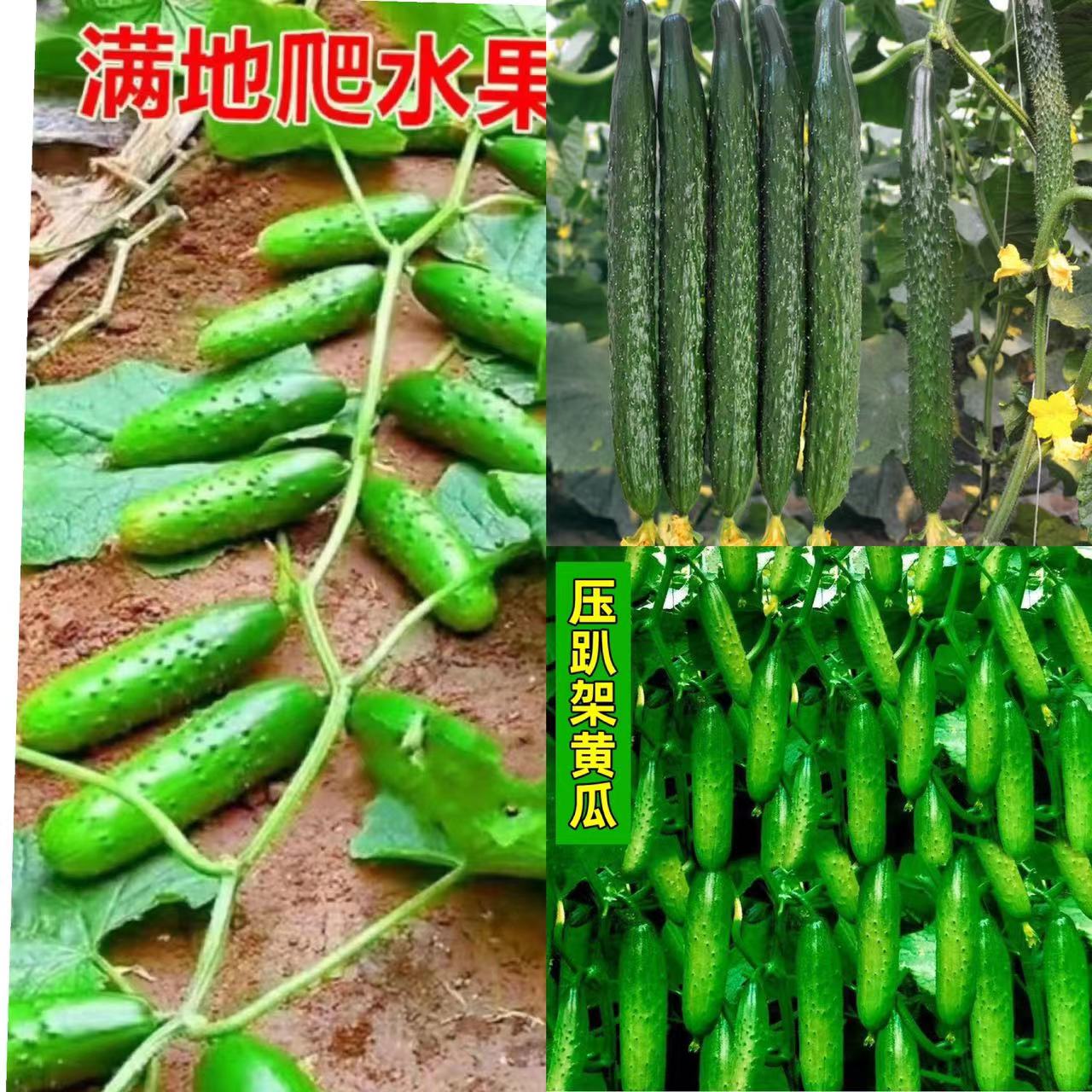 3四季蔬菜种子盆栽地栽阳台庭院黄瓜、番茄、西瓜、甜瓜种子大全