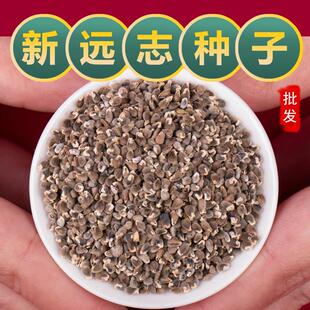 散装2025年远志材种籽种植苗抽芯远志种子四季种植抗旱抗寒