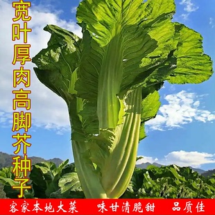 宽叶厚肉高脚芥种子味清香甜本地土芥菜农家本土大菜蔬菜种籽种植