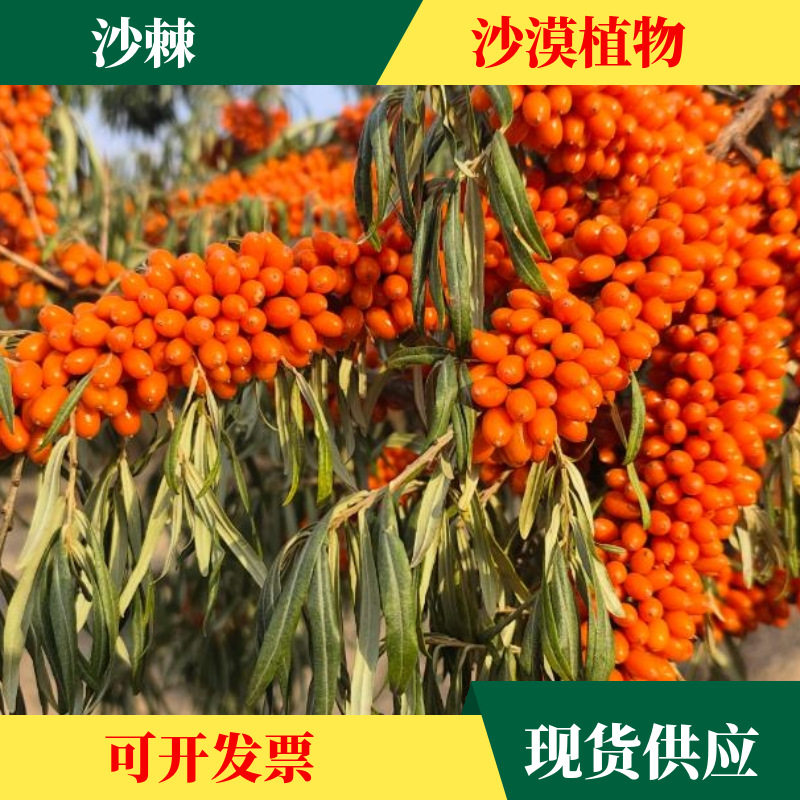 新采沙棘种子庭院绿化药材醋柳