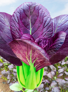 紫罗兰油菜种籽紫色红油菜种孑 小青菜四季菜园种植秋后蔬菜种子