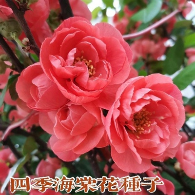 重瓣四季海棠种易活开花不
