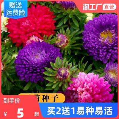 翠菊种子花四季易活重瓣七月