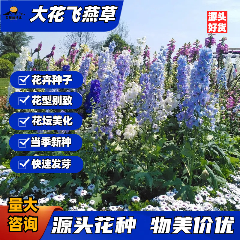 大花飞燕草种子四季花卉