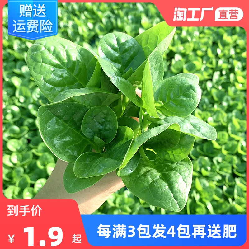 大叶木耳菜种籽青菜蔬菜种子四季春秋冬春季种孑秋季木耳菜菠菜籽