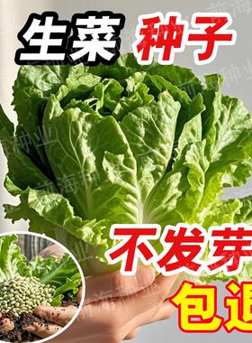 生菜种子四季秋冬速生耐寒紫叶紫色奶油生菜盆栽菜园蔬菜种子大全