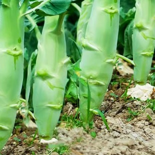 甜脆鸡腿芥蓝种子粗条籽芥兰广东四季菜籽大菜秋季蔬菜种籽孑菜种