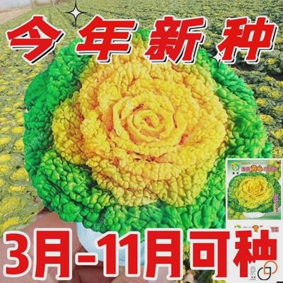 黄心乌塌菜种子耐寒籽菊花