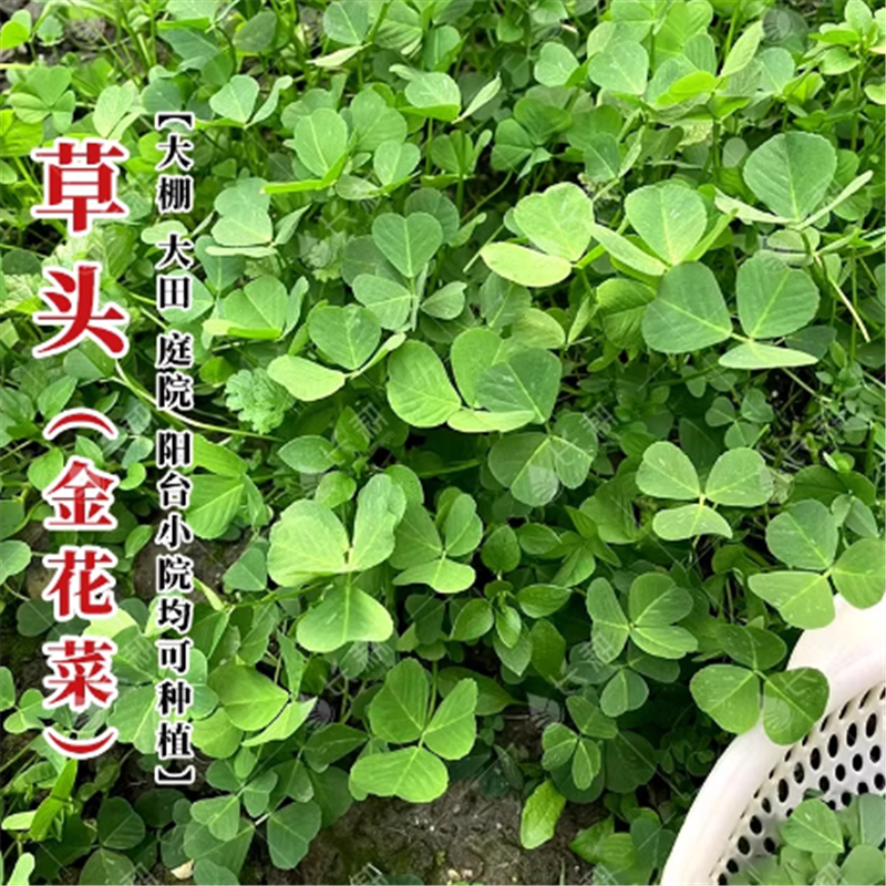 金花菜种子大叶黄花草头种籽四季江苏黄花苜蓿菜种子草头种子