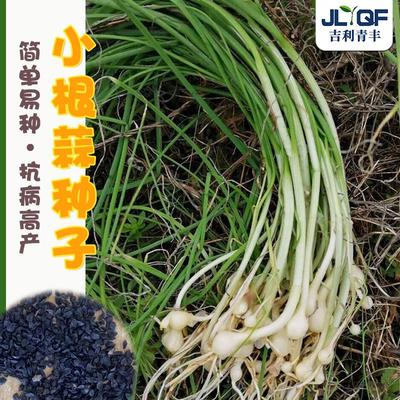小根蒜种子东北野山葱籽薤