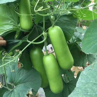 香嫩大肉瓠子瓜种子长瓠瓜蔬菜种子水瓜白瓜北瓜四季蔬菜种子高产