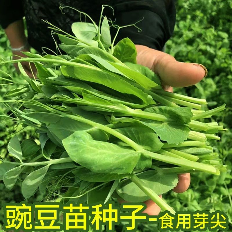 无须豌豆苗种籽尖芽菜子四