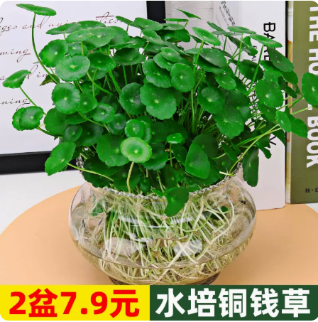 铜钱草水培植物鱼缸大叶水栽水养绿植带盆土培水草客厅室内外花卉