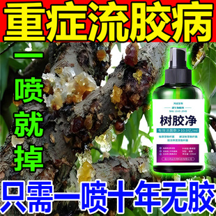 桃树流胶病肥桃树流胶病专用药果树杏树李樱桃树流胶一喷净树胶净