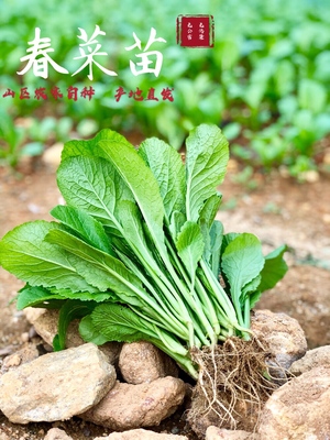 广东潮汕新鲜食用春菜苗小春菜新鲜蔬菜1斤,满6斤包邮可混合搭配