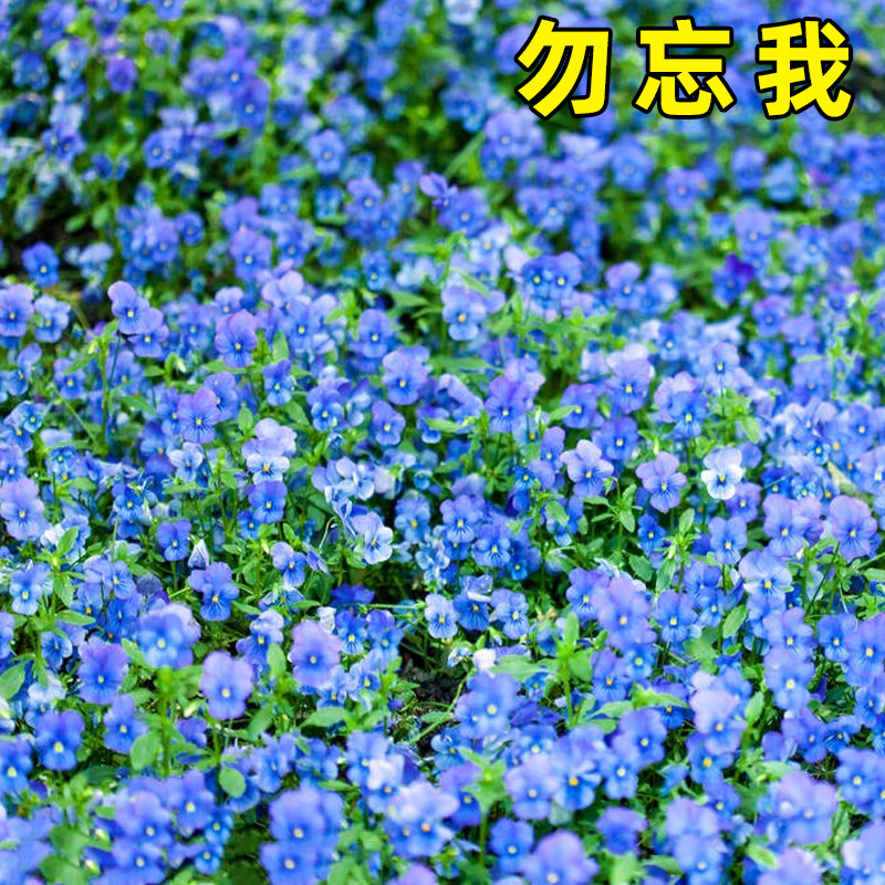 蓝色勿忘我种子四季花种子种易活花籽耐寒勿忘草种子庭院室外花种