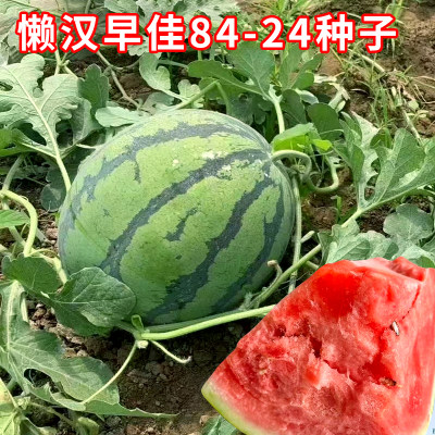 懒汉早佳8424西瓜种籽