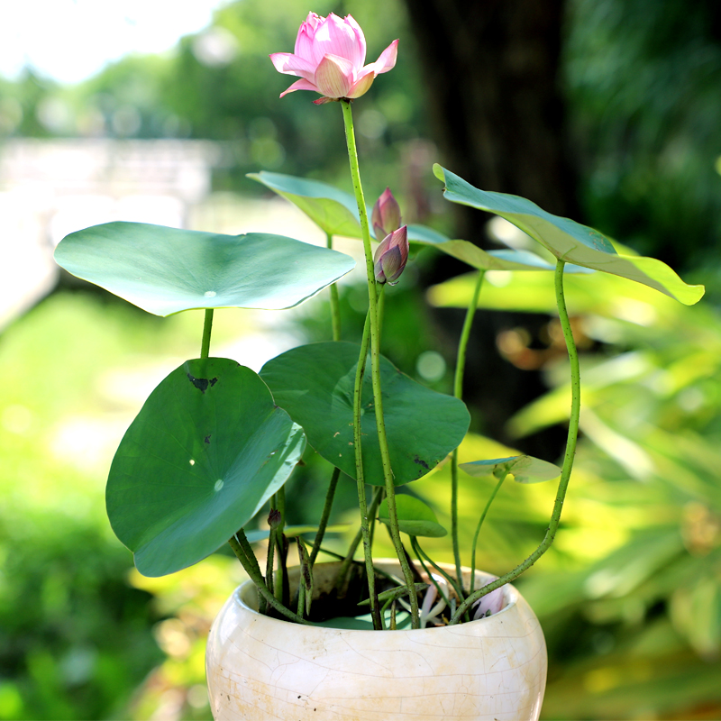 碗莲水培植物种子水养荷花莲花种籽室内观赏花卉四季开花阳台盆栽