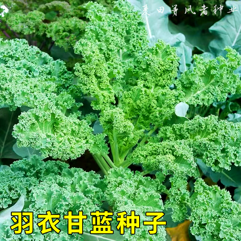 食用皱叶羽衣甘蓝种子耐寒甘蓝种籽春...