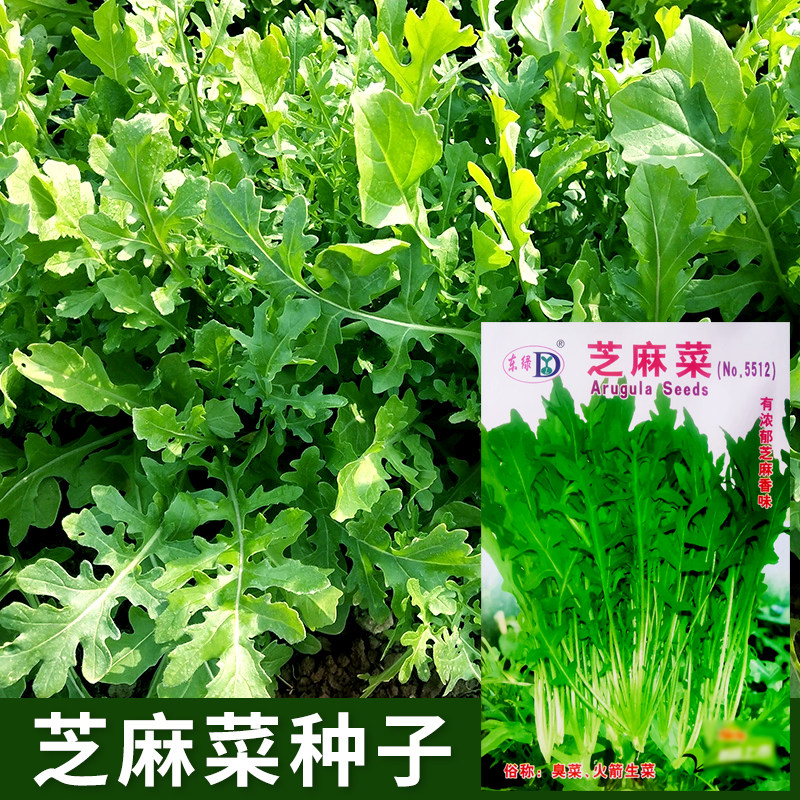 芝麻菜种子臭菜春秋季野香菜阳台盆栽庭院农家播种植疏蔬菜种籽孑