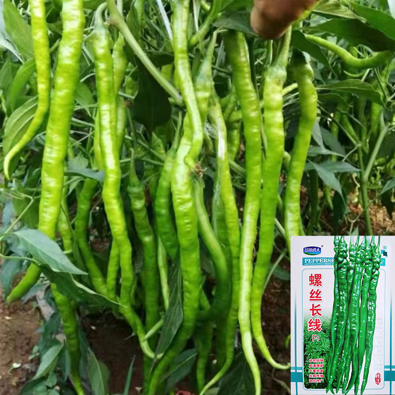 螺丝线椒种子线椒种籽螺丝椒种籽褶皱细长辣椒夏秋蔬菜螺线种籽