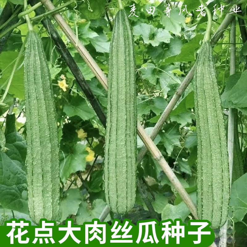 花点大肉丝瓜种子厚肉八角棱角丝瓜种籽春秋农家菜园庭院爬藤蔬菜