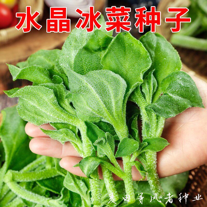 冰草种籽冰雪美人水晶冰菜种子秋播特色养生农家蔬菜阳台盆栽种孑